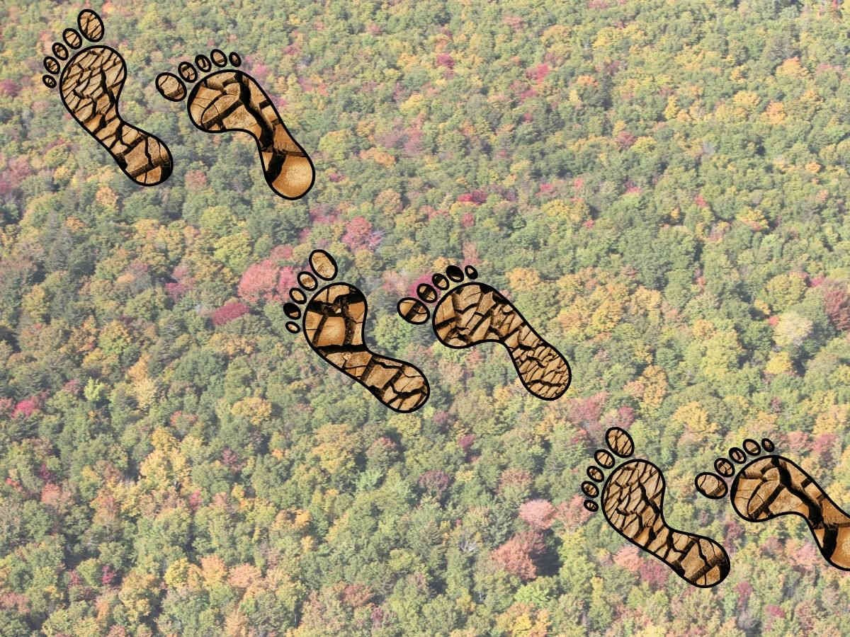 aerial image of a forest overlaid with footprints