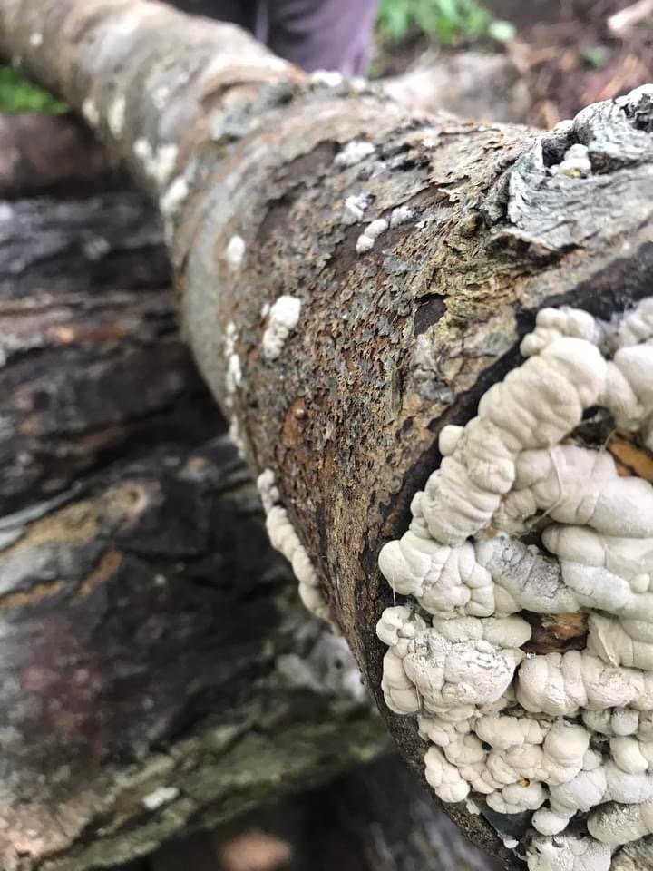 Possibly Black Mold on Tree stumps