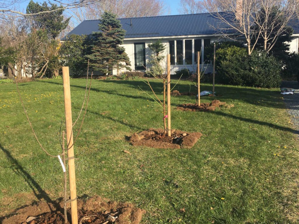 4 fruit trees planted in a row