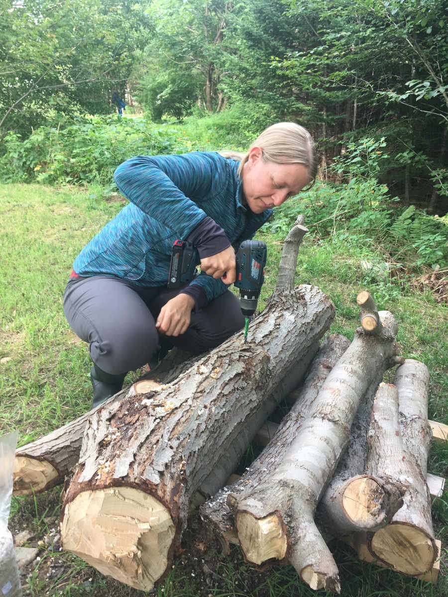Uli incoluating mushroom logs