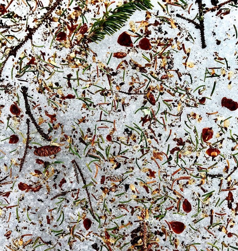 Spruce needs, seeds and cones in ice