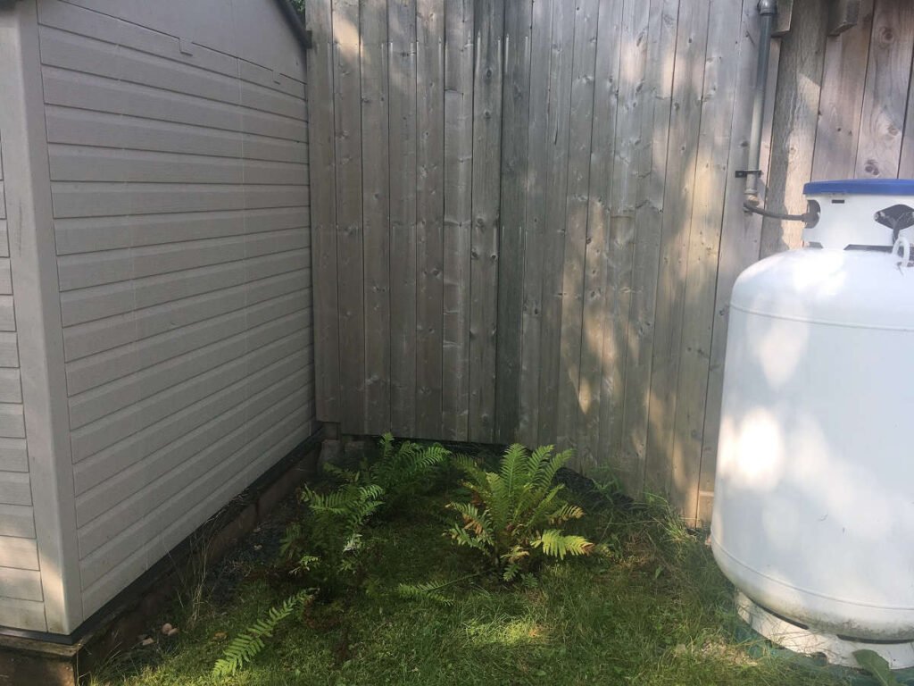 Ostrich ferns planted between propane tanks and shed