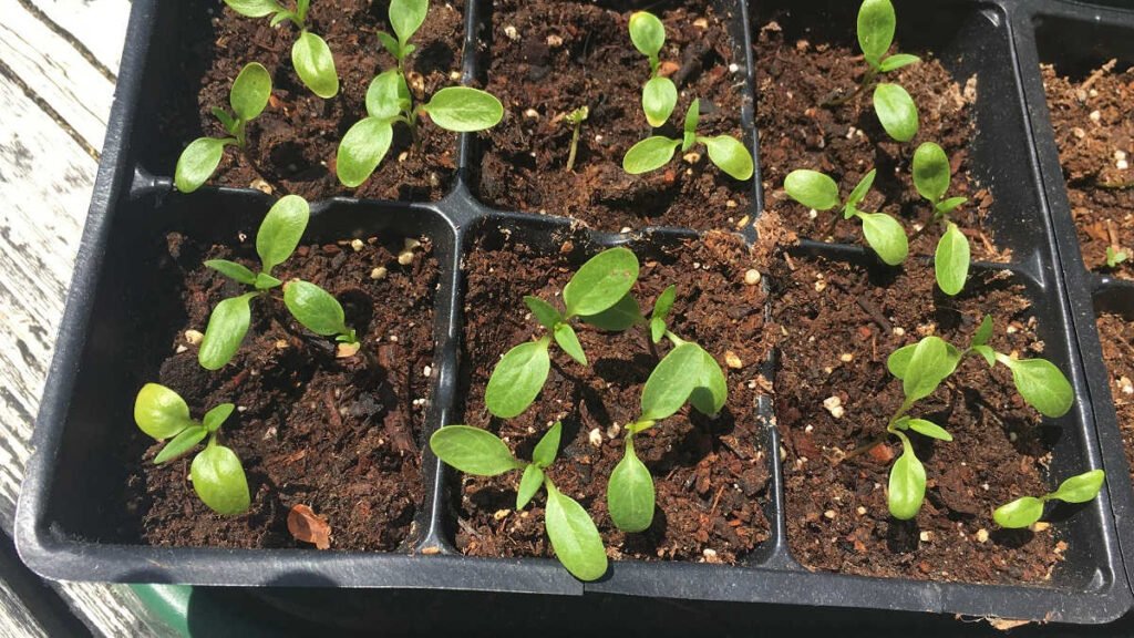 Swamp Milkweed Seedlings
