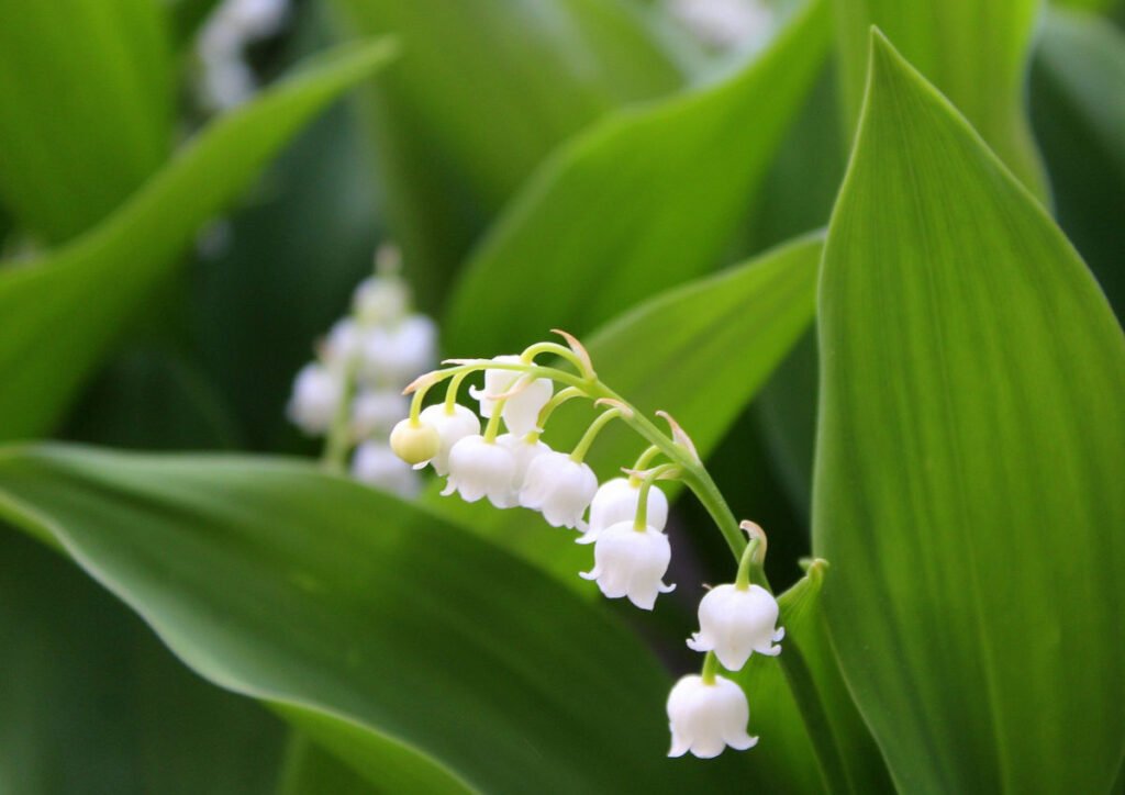 lily of the valley blossoms
