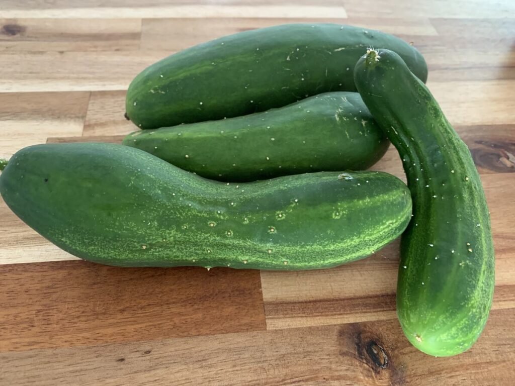 4 little cucumbers freshly harvested from the garden