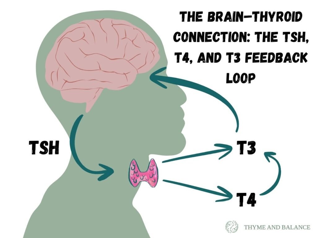 Illustration of the brain–thyroid connection showing the TSH, T4, and T3 hormone feedback loop. The brain releases TSH to signal the thyroid, which produces T4 and T3. These hormones then feedback to the brain to regulate further hormone release.