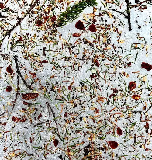 Spruce needles, seeds and cones in ice