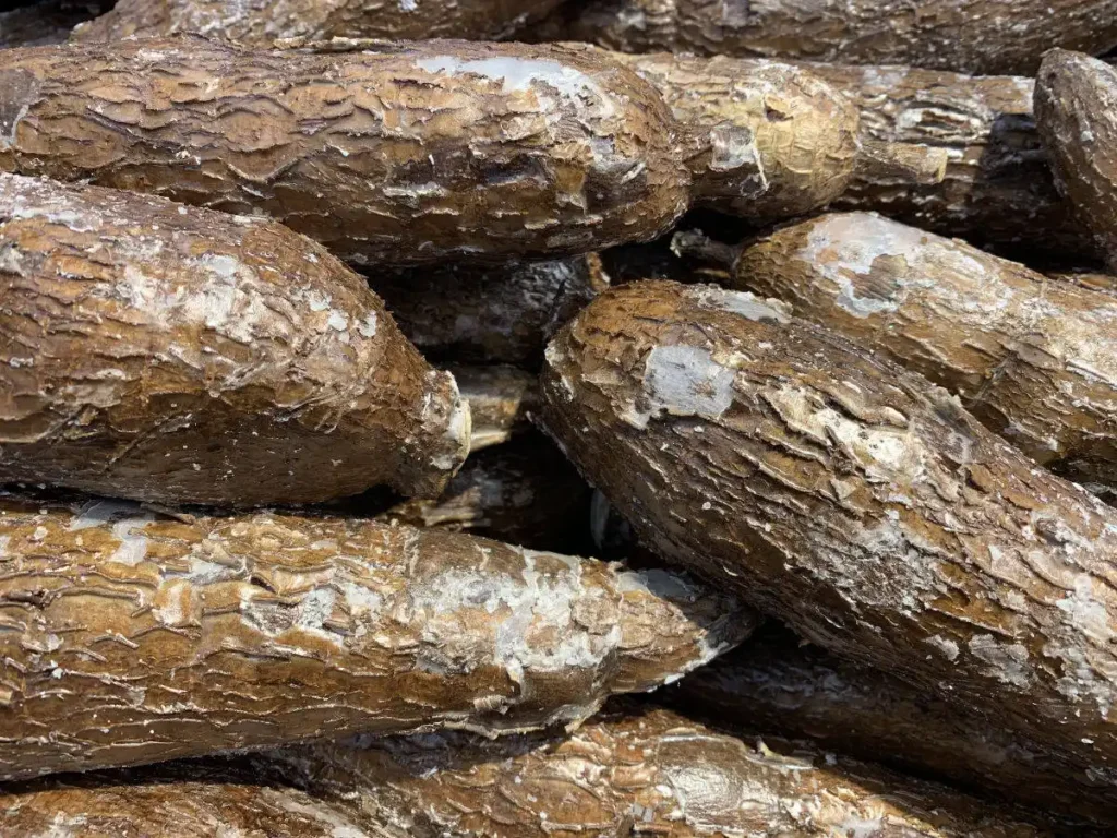Fresh cassava roots clearly showing the bark like skin and the waxy covering to preserve it is visible